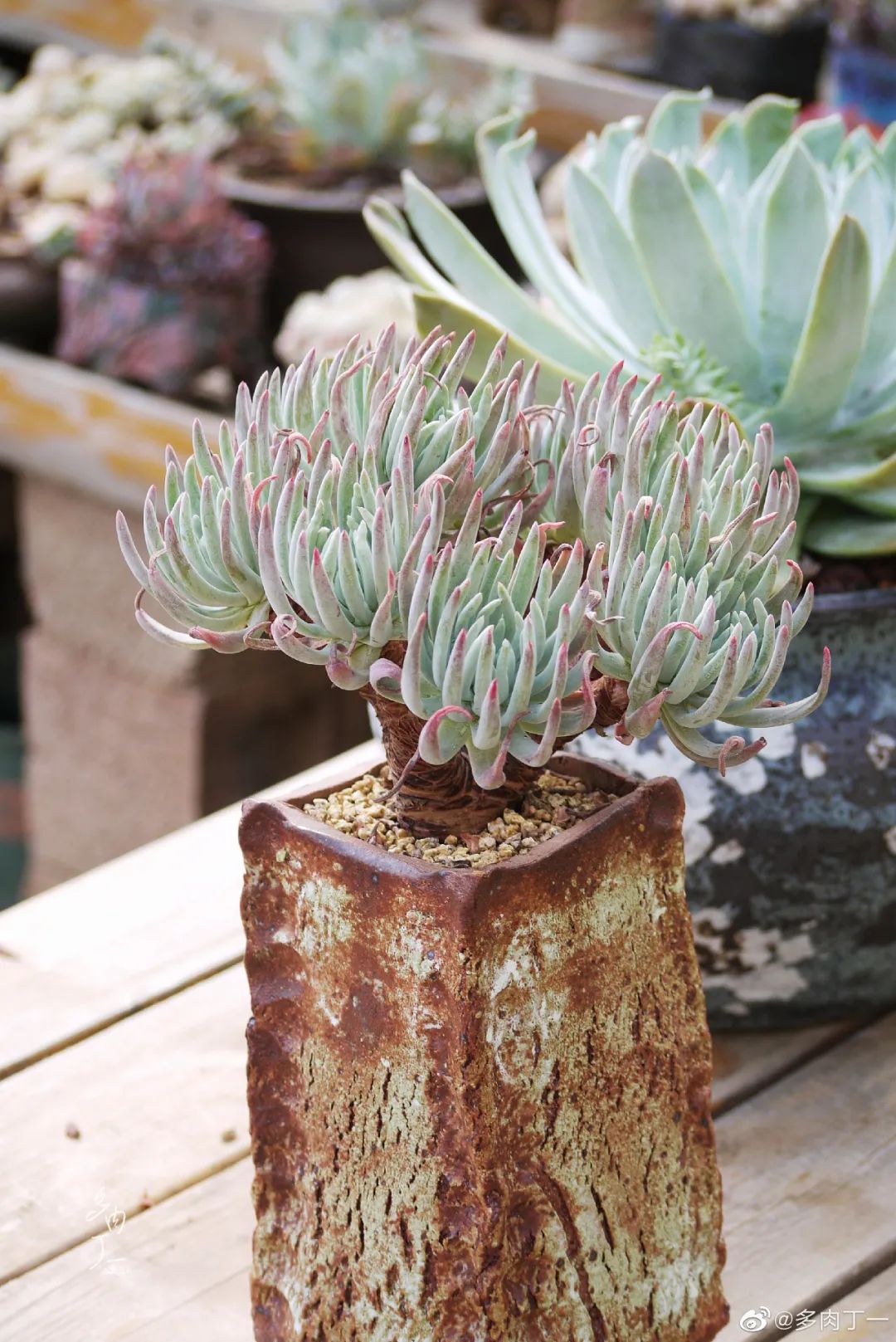 探访云南昆明青鸟多肉花园大棚：关于景天的那些事