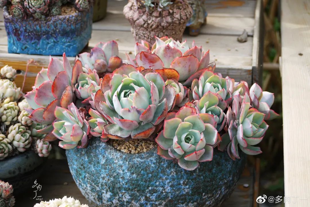 探访云南昆明青鸟多肉花园大棚：关于景天的那些事