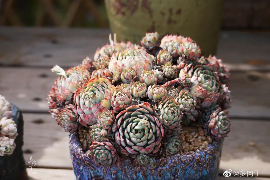 探访云南昆明青鸟多肉花园大棚：关于景天的那些事