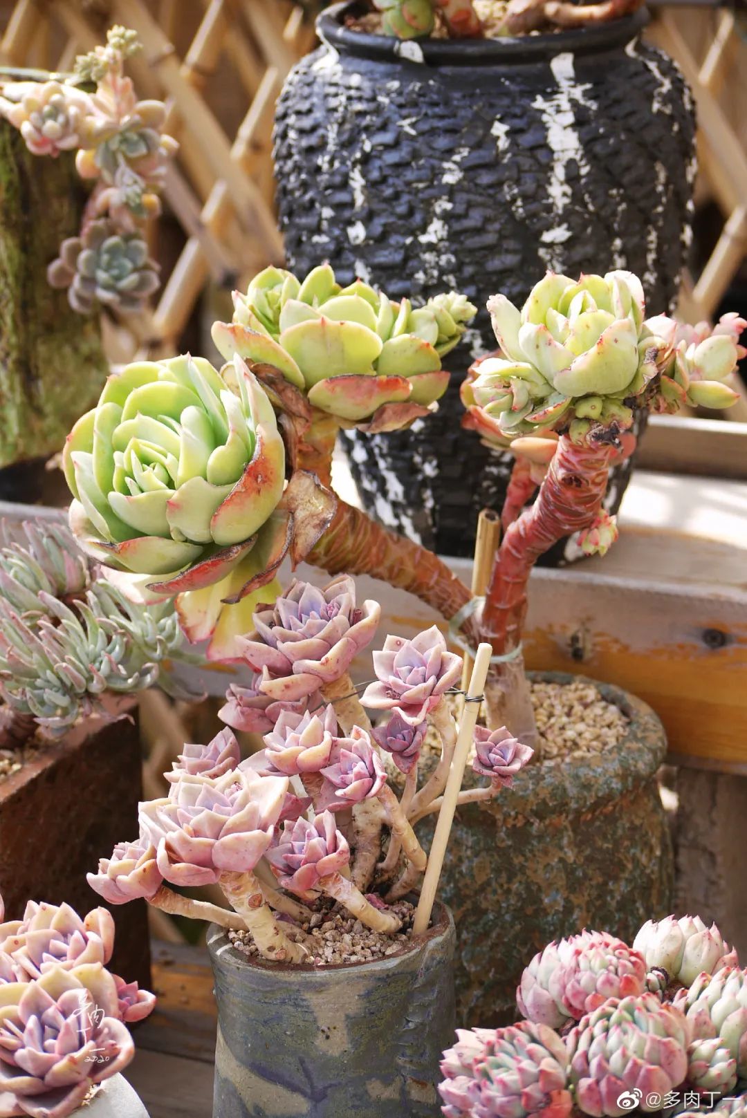 探访云南昆明青鸟多肉花园大棚：关于景天的那些事