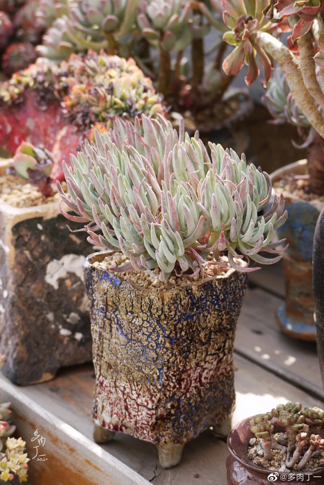 探访云南昆明青鸟多肉花园大棚：关于景天的那些事