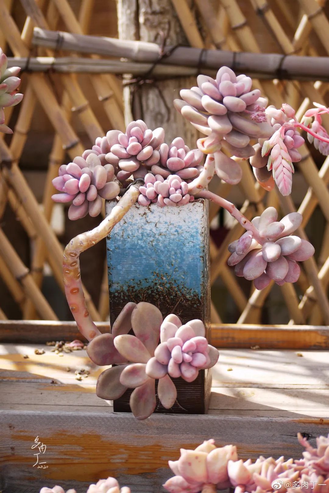 探访云南昆明青鸟多肉花园大棚：关于景天的那些事