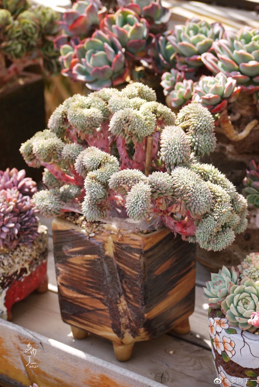 探访云南昆明青鸟多肉花园大棚：关于景天的那些事