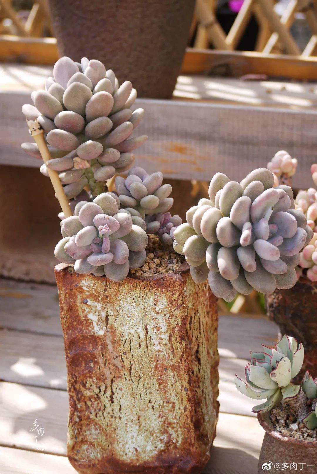 探访云南昆明青鸟多肉花园大棚：关于景天的那些事