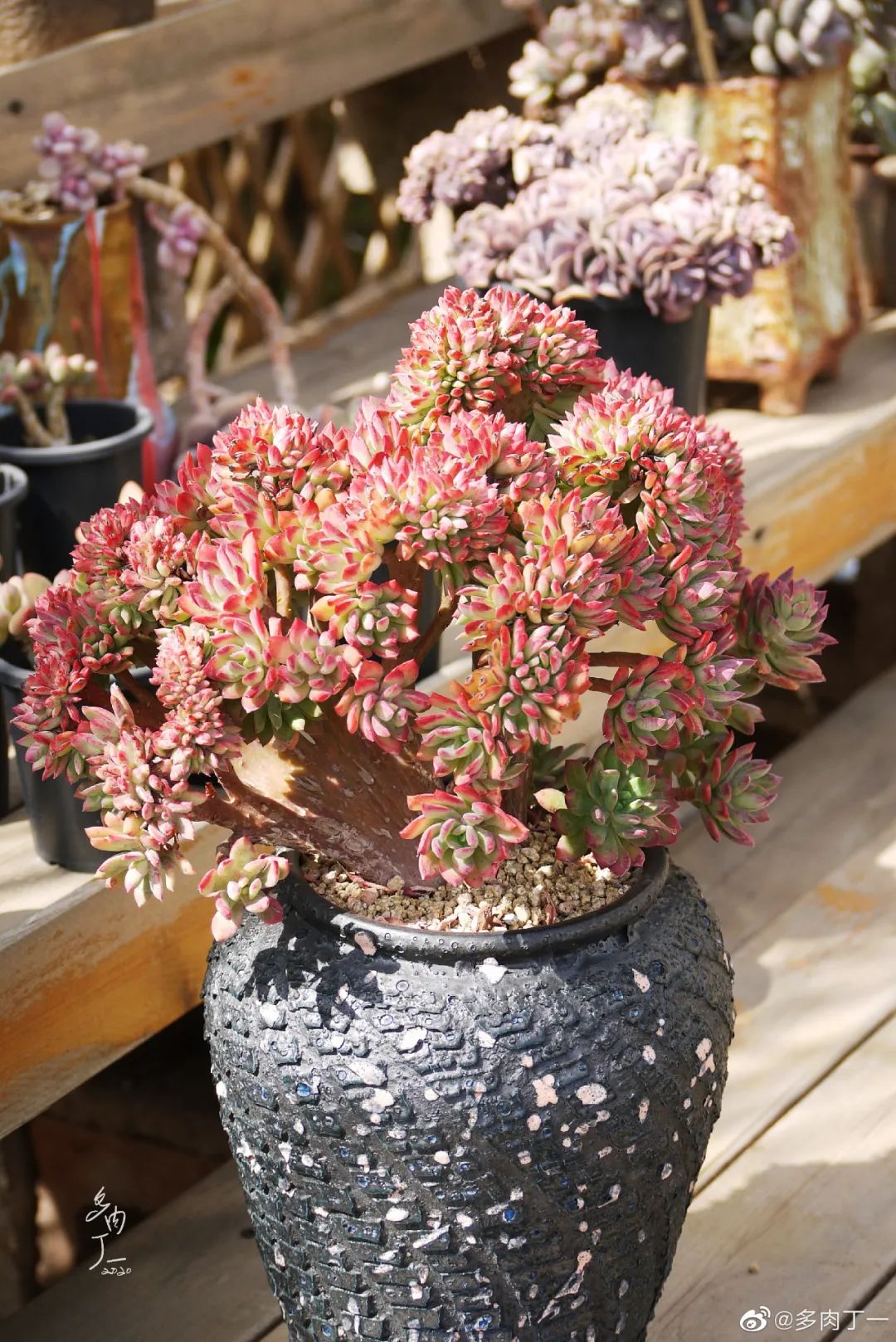 探访云南昆明青鸟多肉花园大棚：关于景天的那些事