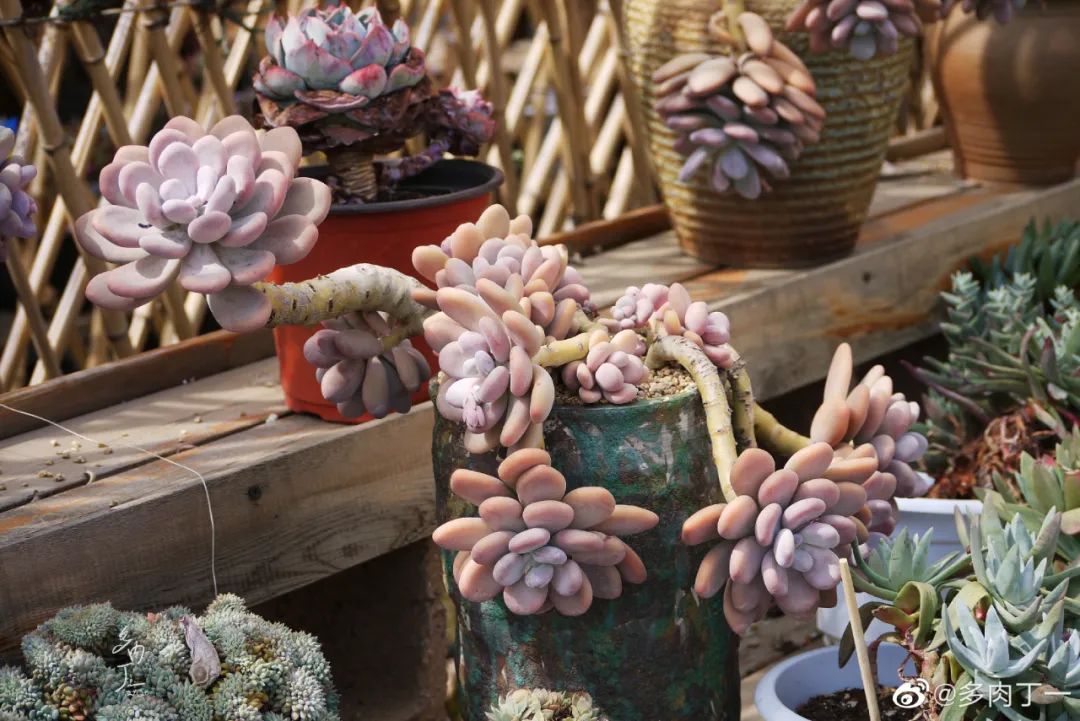 探访云南昆明青鸟多肉花园大棚：关于景天的那些事
