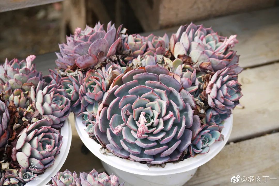 探访云南昆明青鸟多肉花园大棚：关于景天的那些事