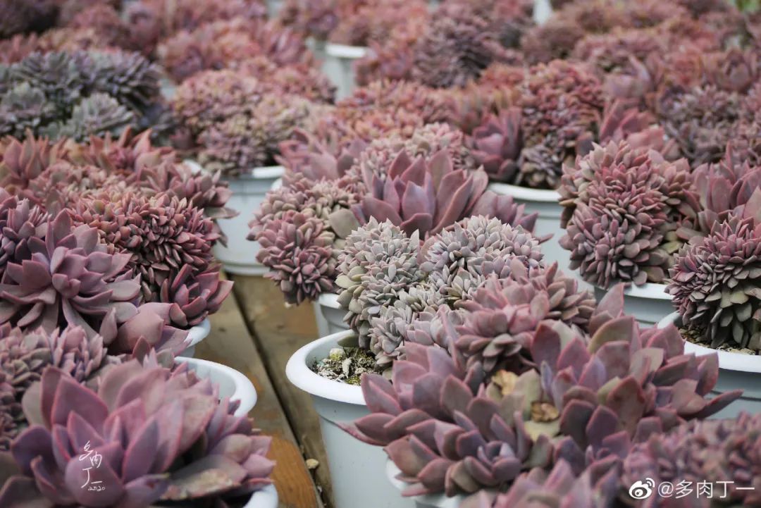 探访云南昆明青鸟多肉花园大棚：关于景天的那些事