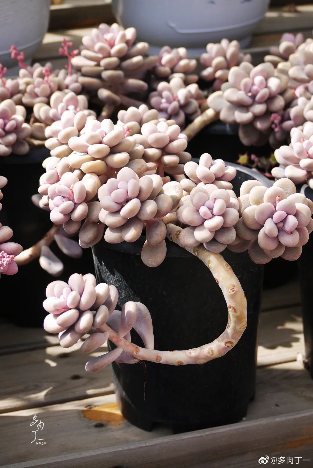 探访云南昆明青鸟多肉花园大棚：关于景天的那些事