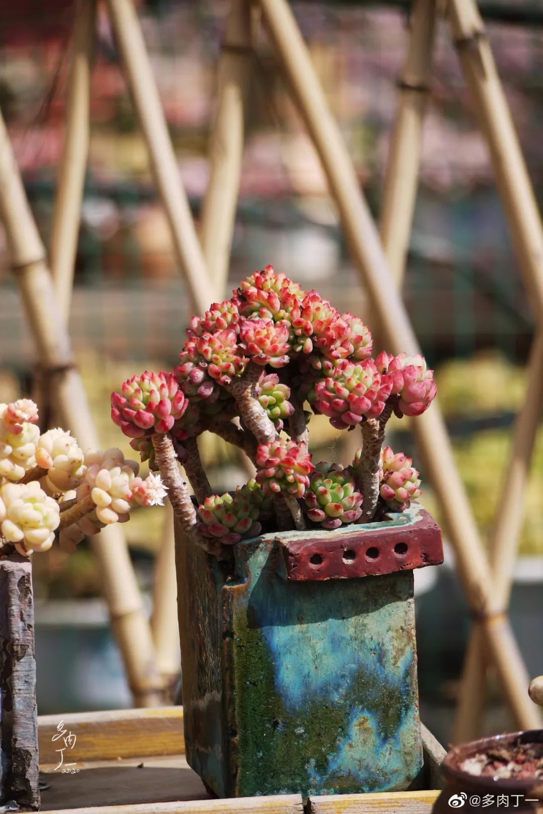 探访云南昆明青鸟多肉花园大棚：关于景天的那些事