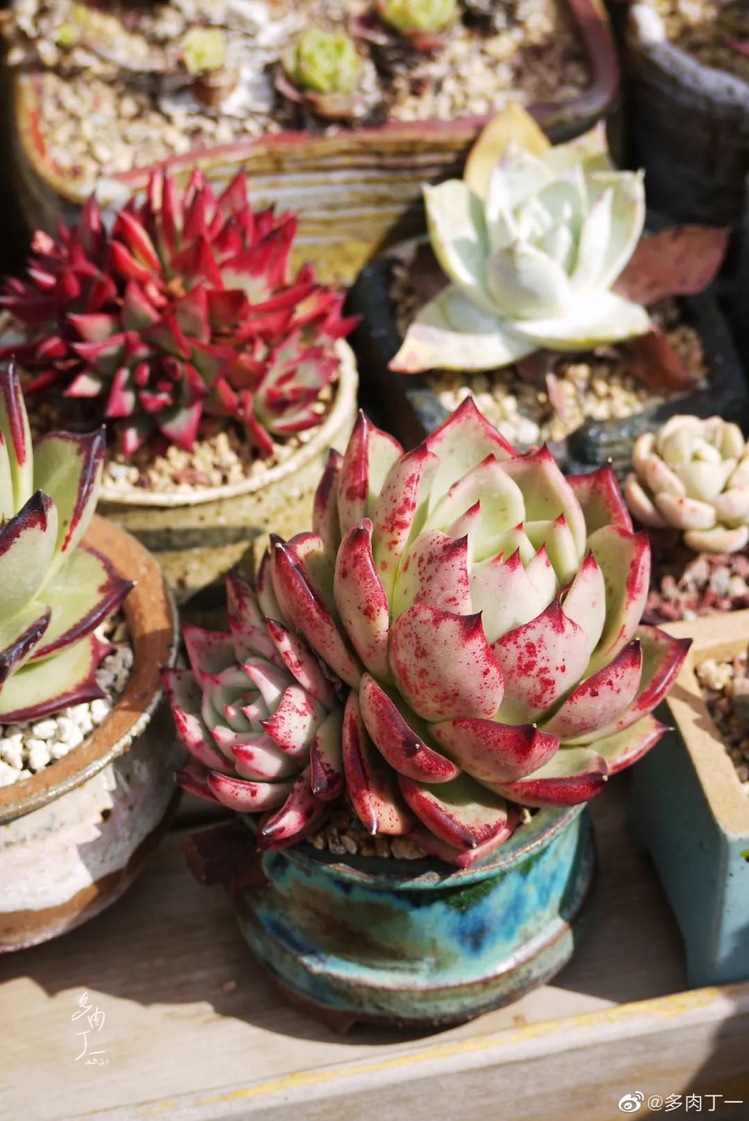 探访云南昆明青鸟多肉花园大棚：关于景天的那些事