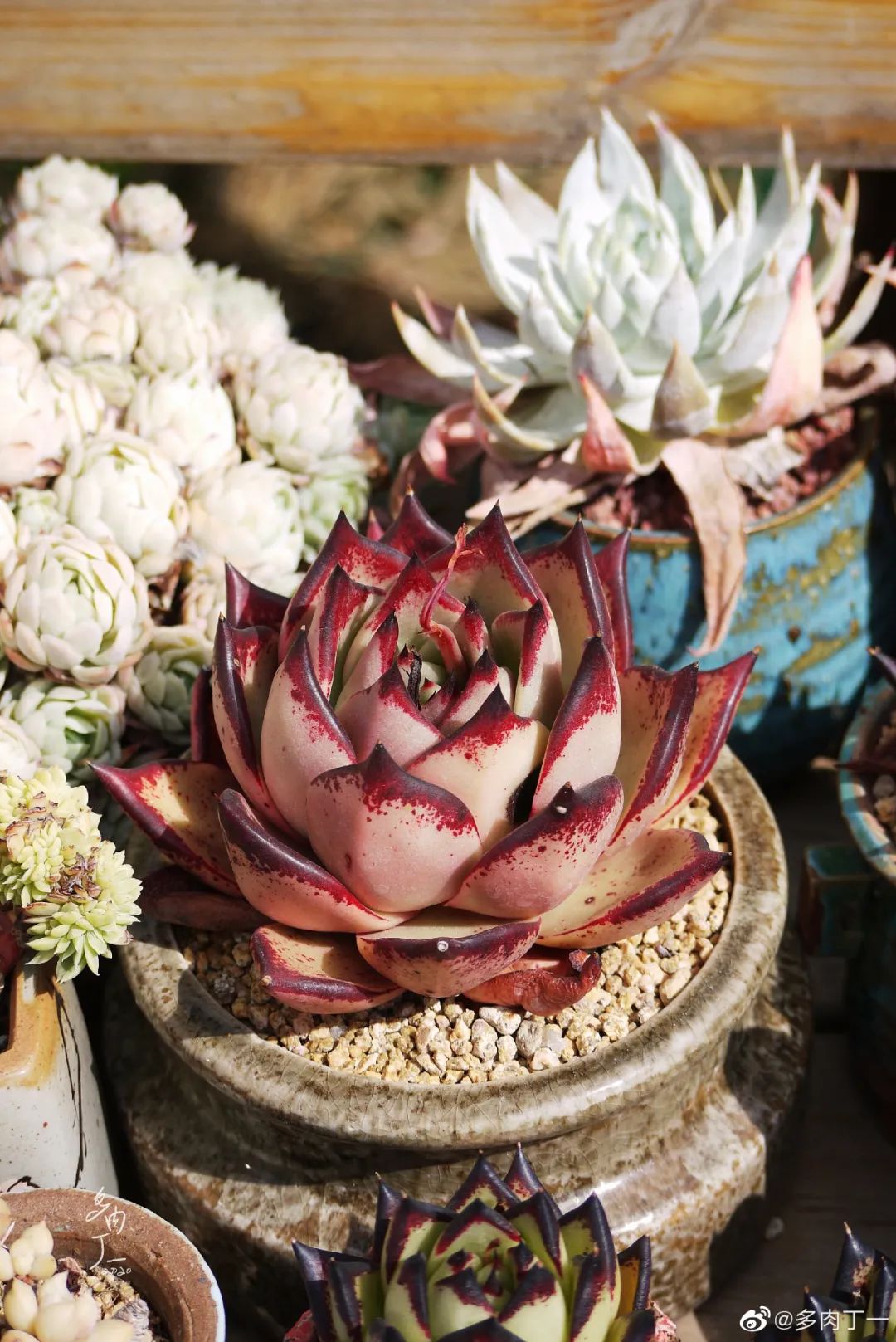 探访云南昆明青鸟多肉花园大棚：关于景天的那些事