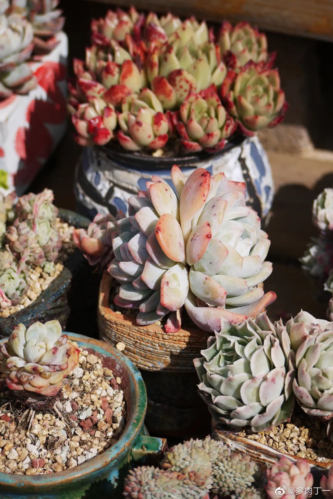 探访云南昆明青鸟多肉花园大棚：关于景天的那些事