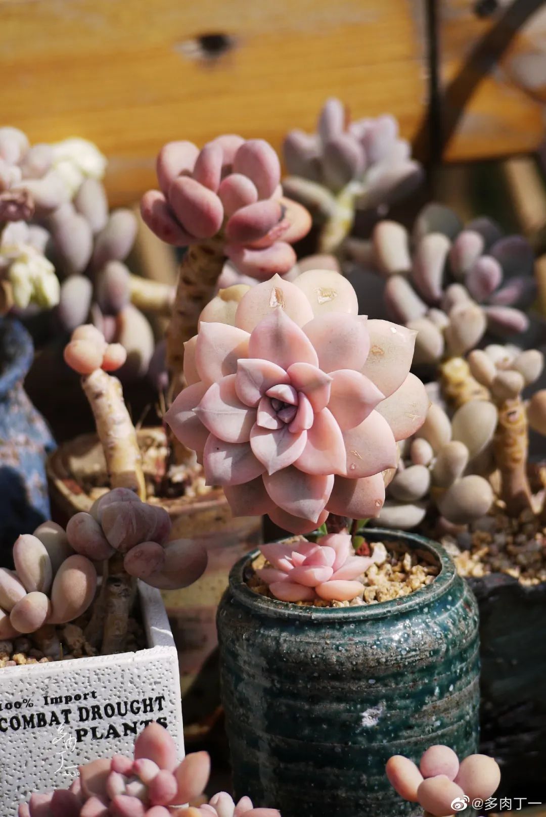 探访云南昆明青鸟多肉花园大棚：关于景天的那些事