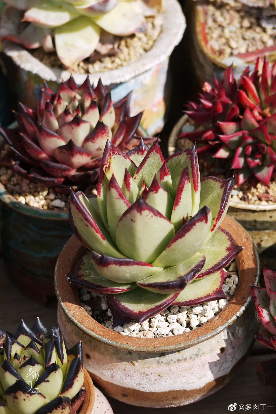 探访云南昆明青鸟多肉花园大棚：关于景天的那些事