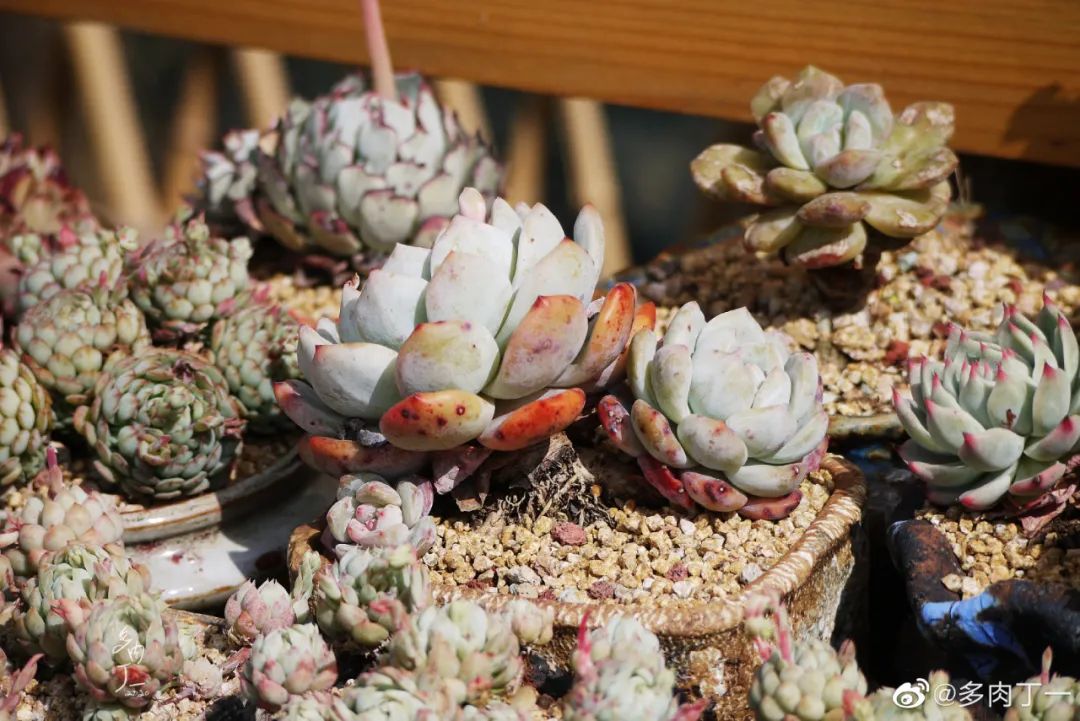 探访云南昆明青鸟多肉花园大棚：关于景天的那些事