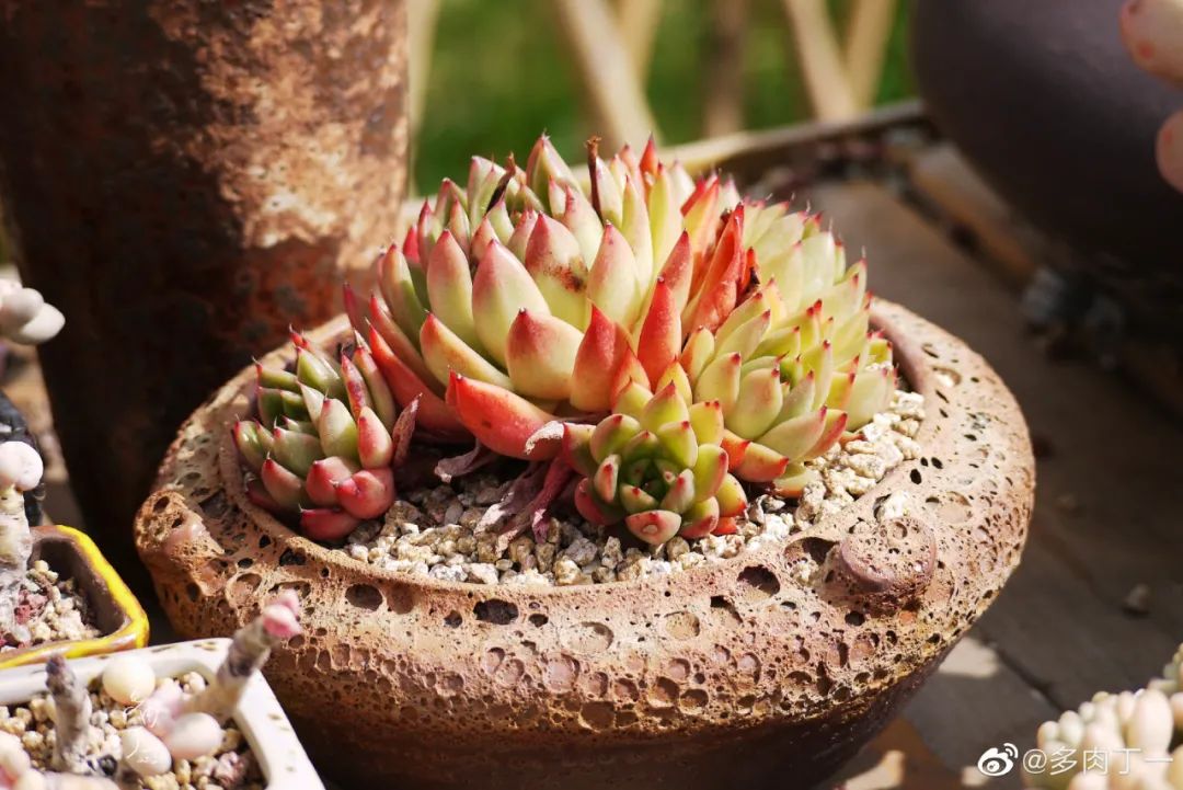 探访云南昆明青鸟多肉花园大棚：关于景天的那些事