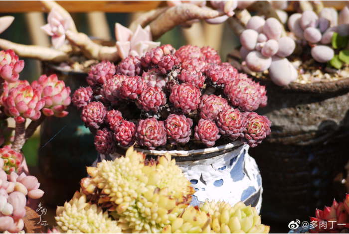 探访云南昆明青鸟多肉花园大棚：关于景天的那些事