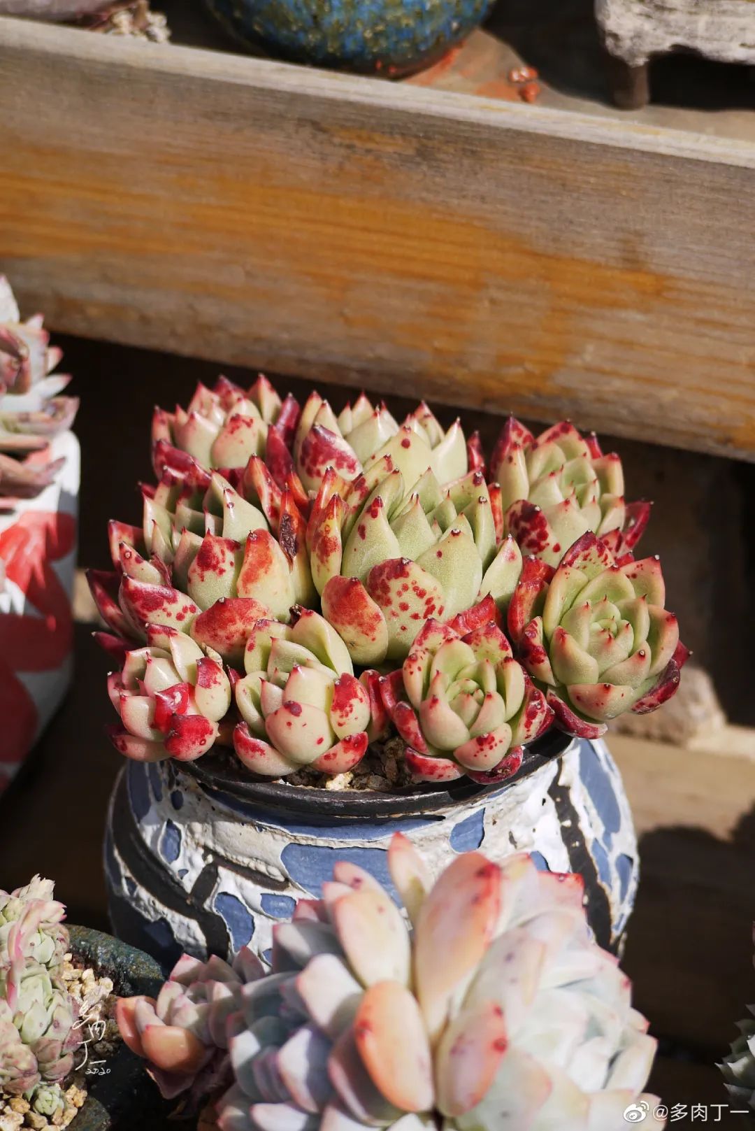 探访云南昆明青鸟多肉花园大棚：关于景天的那些事