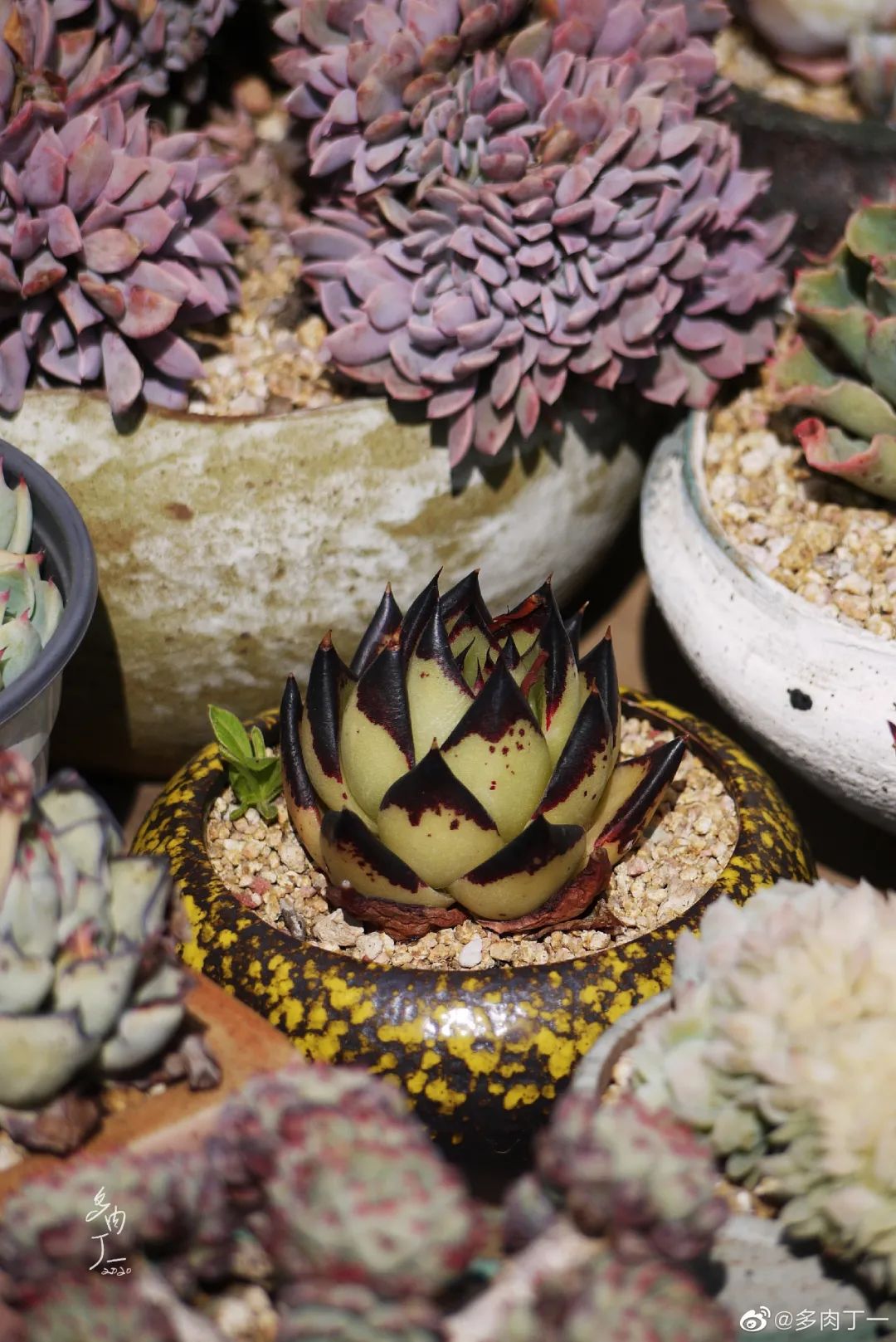 探访云南昆明青鸟多肉花园大棚：关于景天的那些事