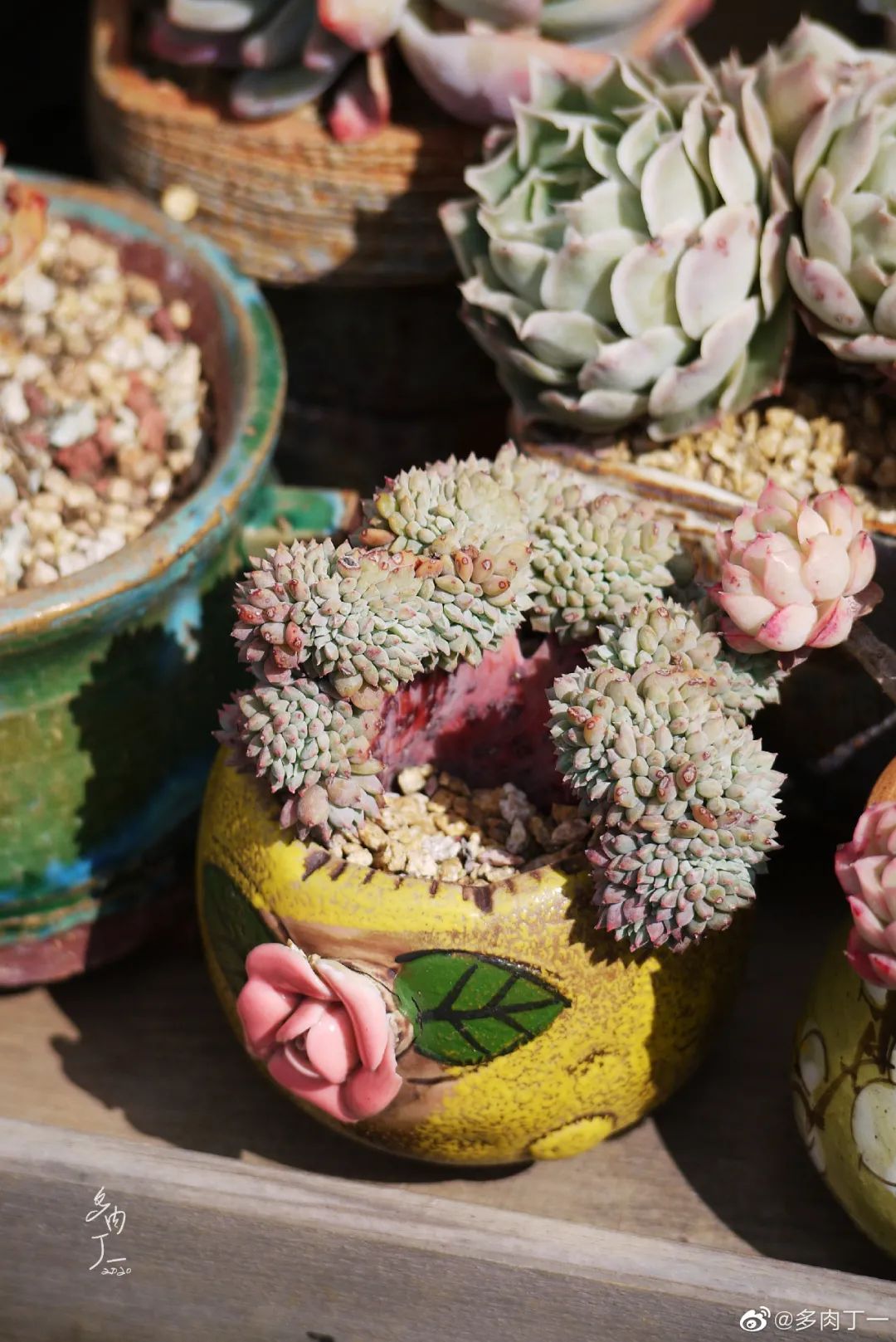 探访云南昆明青鸟多肉花园大棚：关于景天的那些事