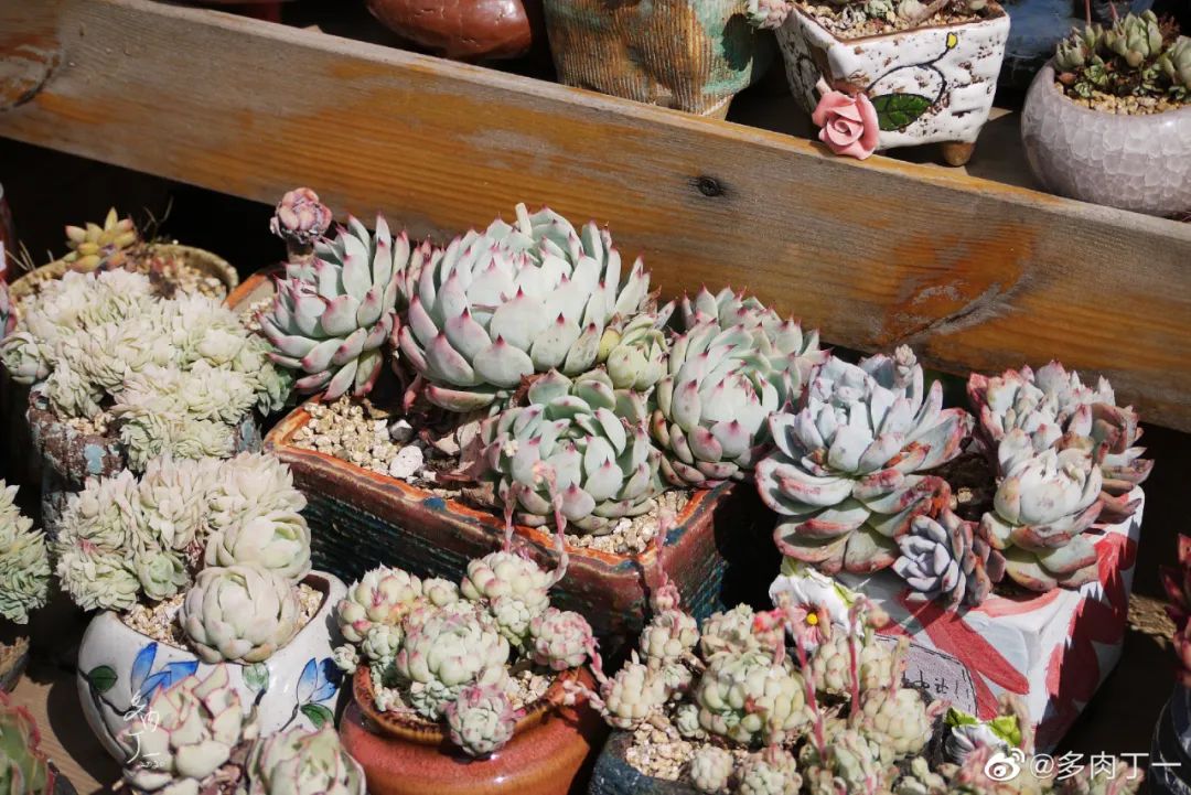 探访云南昆明青鸟多肉花园大棚：关于景天的那些事