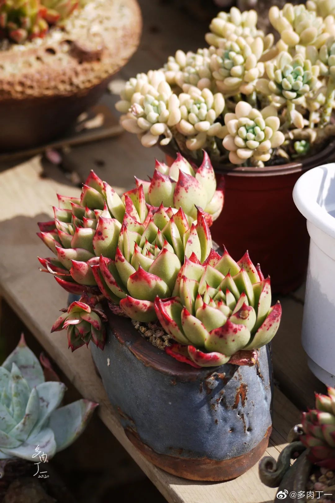 探访云南昆明青鸟多肉花园大棚：关于景天的那些事