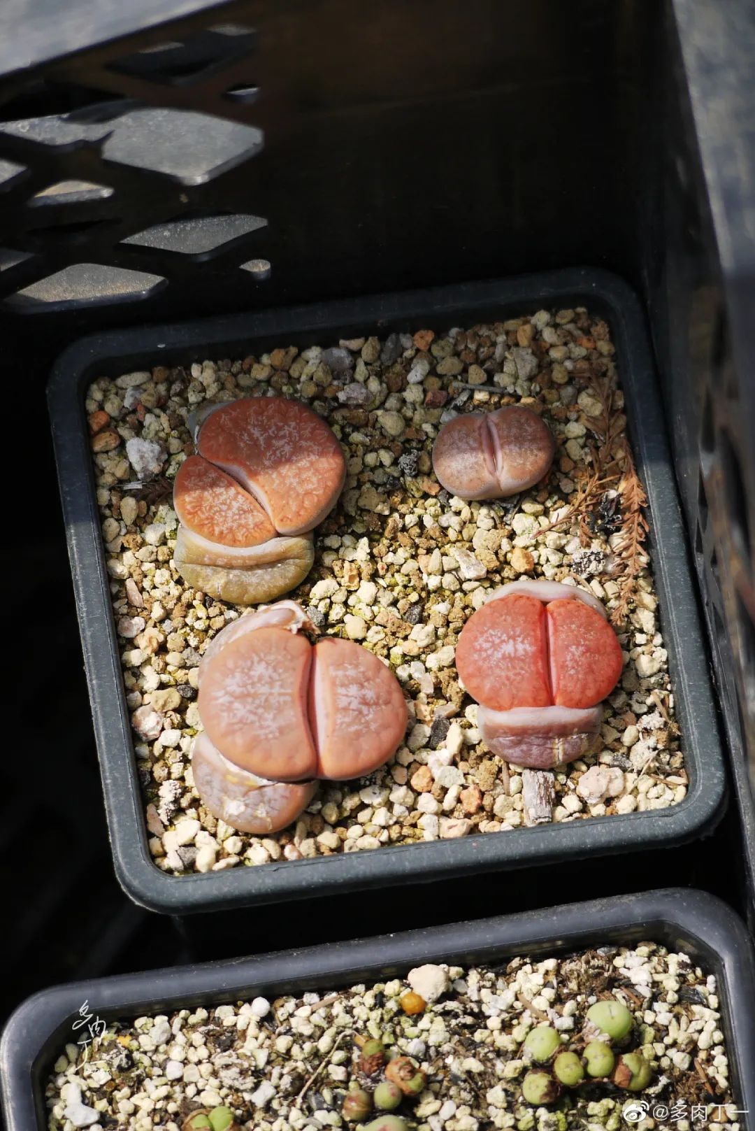 探访云南昆明青鸟多肉花园大棚：关于景天的那些事