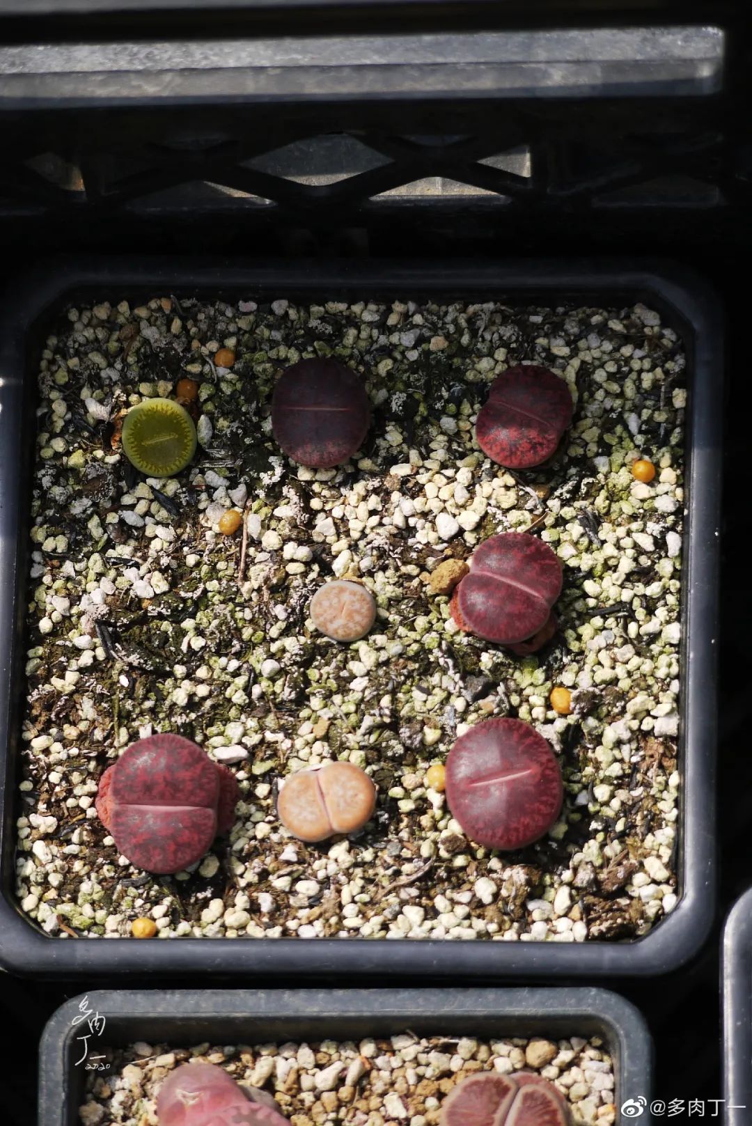 探访云南昆明青鸟多肉花园大棚：关于景天的那些事