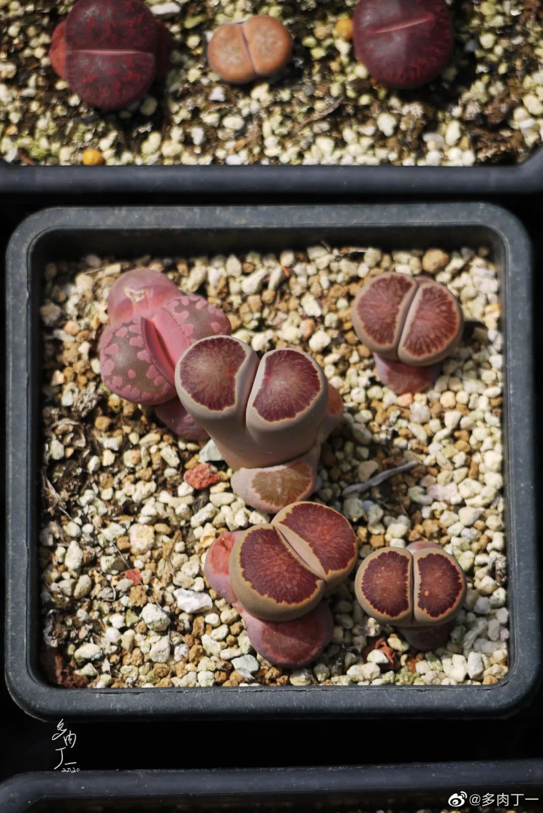 探访云南昆明青鸟多肉花园大棚：关于景天的那些事