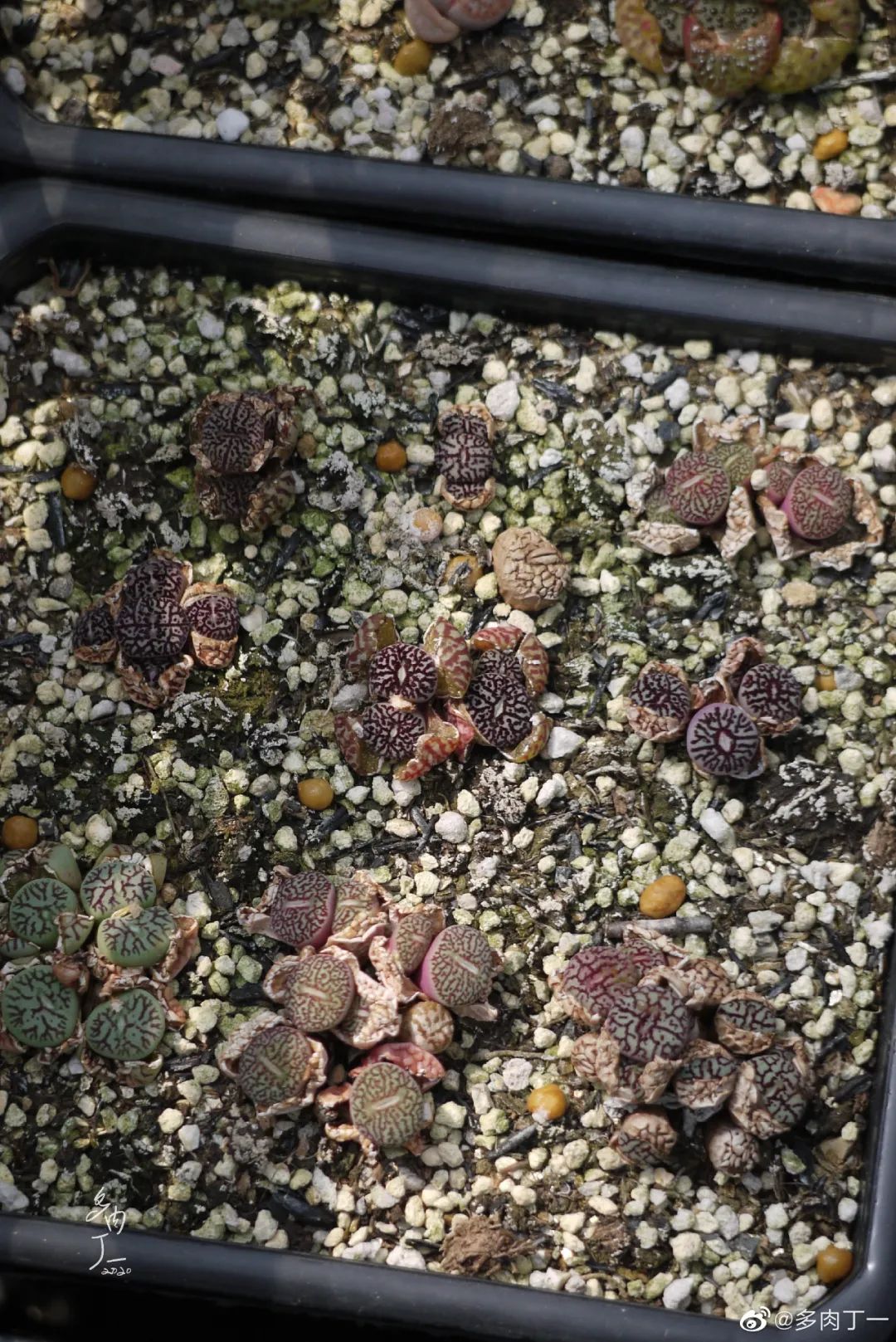 探访云南昆明青鸟多肉花园大棚：关于景天的那些事