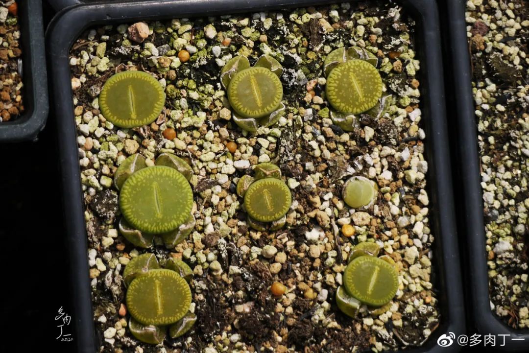 探访云南昆明青鸟多肉花园大棚：关于景天的那些事