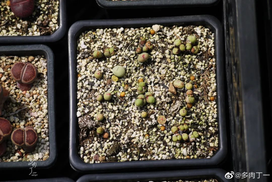 探访云南昆明青鸟多肉花园大棚：关于景天的那些事