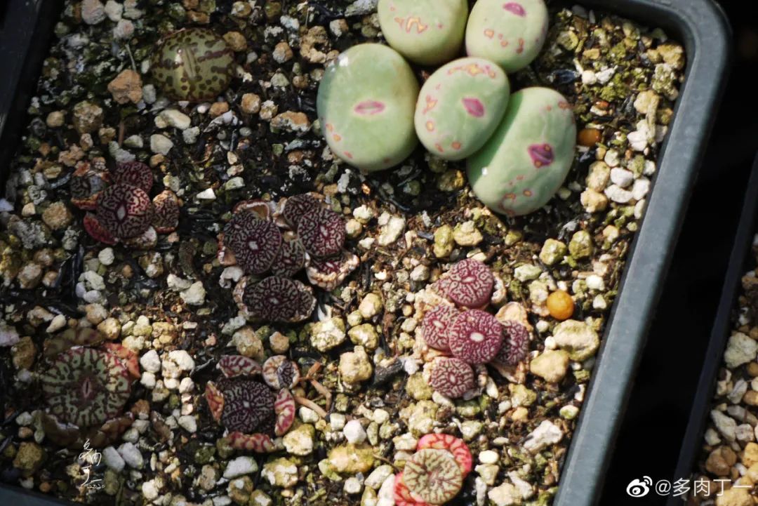 探访云南昆明青鸟多肉花园大棚：关于景天的那些事