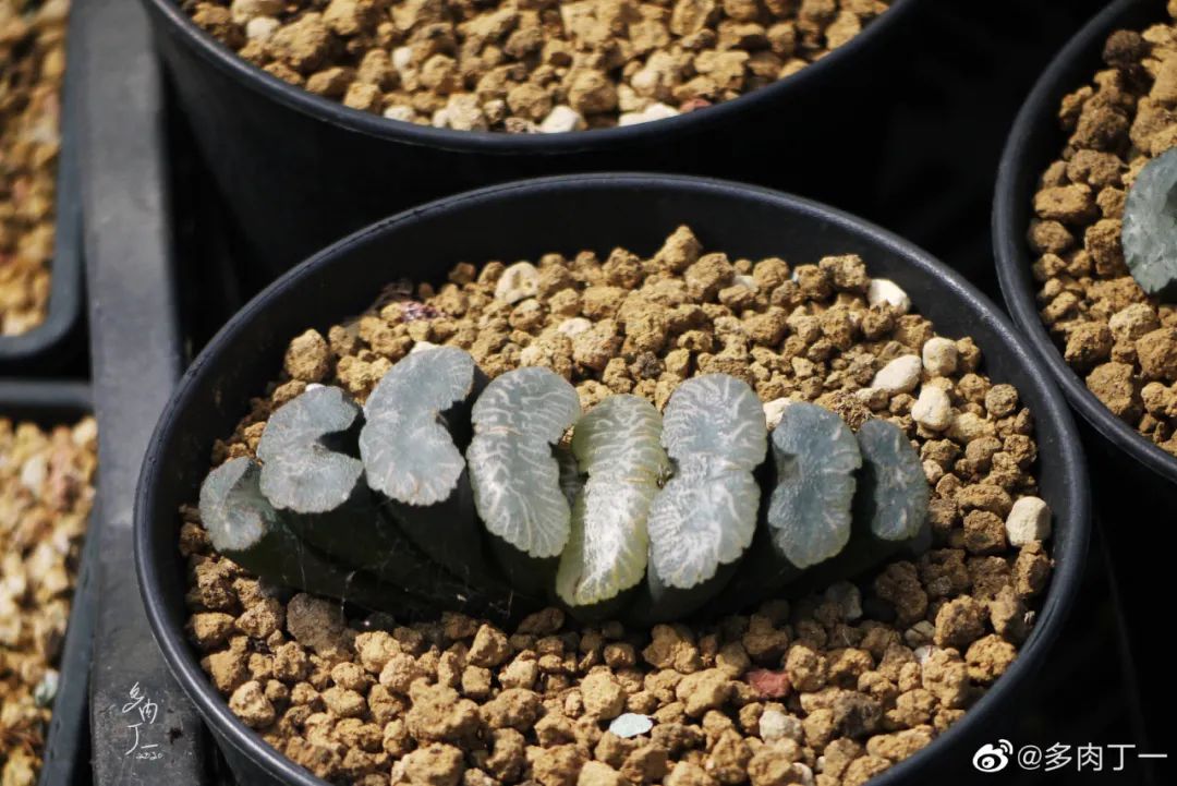 探访云南昆明青鸟多肉花园大棚：关于景天的那些事