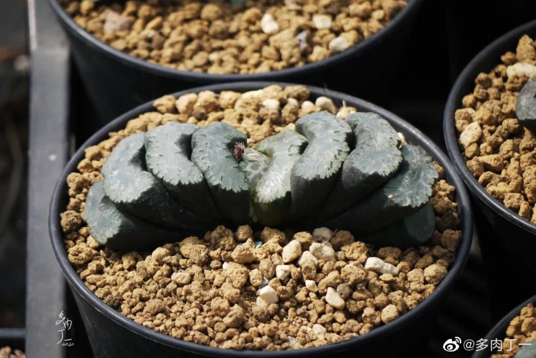 探访云南昆明青鸟多肉花园大棚：关于景天的那些事