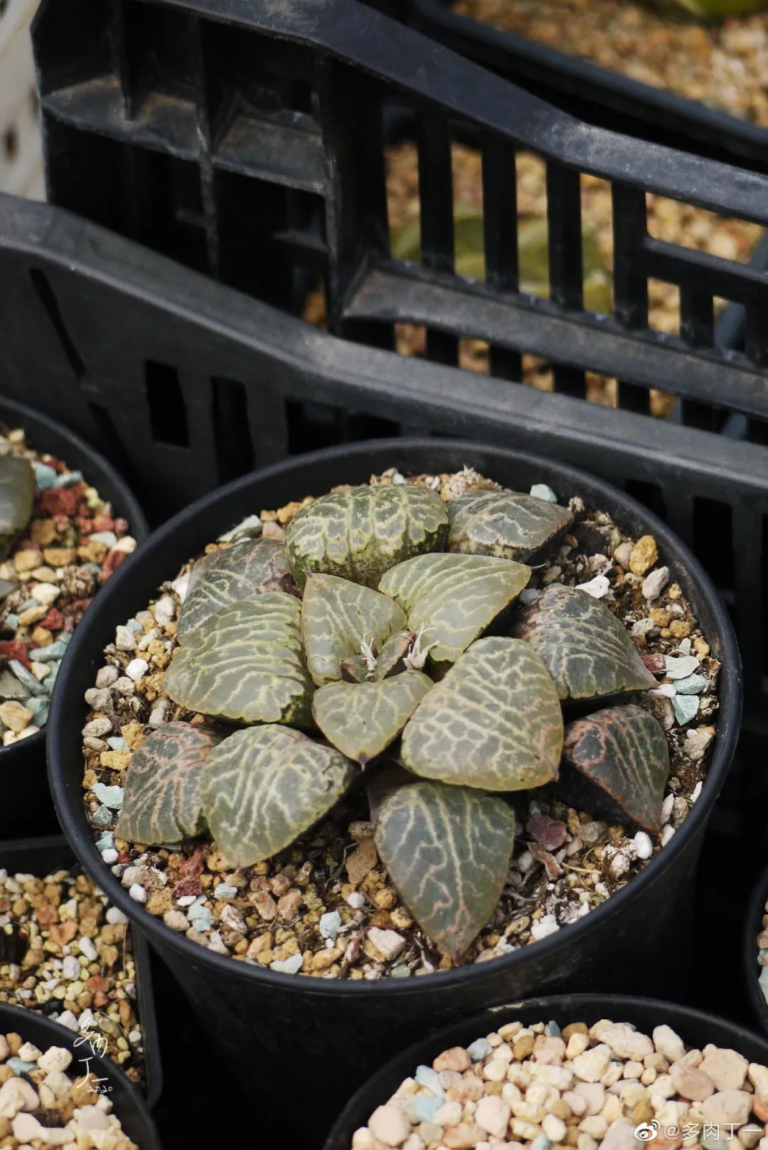 探访云南昆明青鸟多肉花园大棚：关于景天的那些事