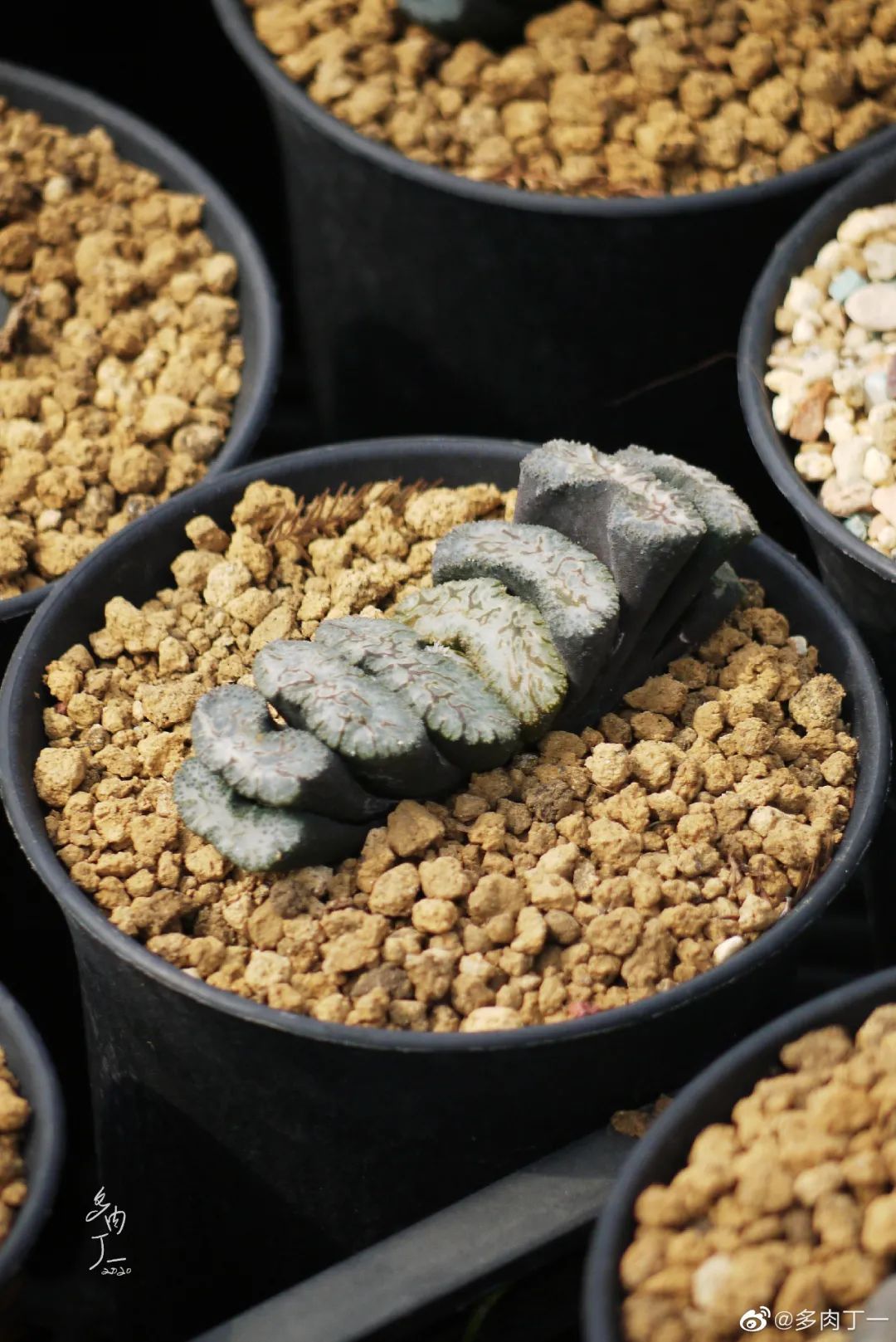 探访云南昆明青鸟多肉花园大棚：关于景天的那些事