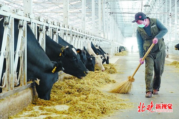 高原能養(yǎng)奶牛嗎？北京援藏項(xiàng)目將想象變成現(xiàn)實(shí)