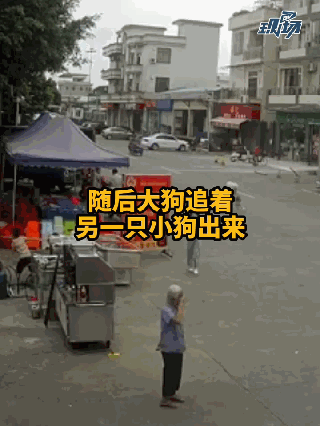 老人被狗绳绊倒身亡,狗绳绊倒老人摔死后续