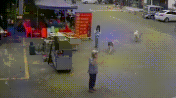 老人被狗绳绊倒身亡,狗绳绊倒老人摔死后续