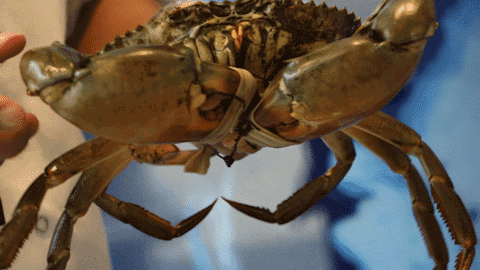 秋天的“蟹”逅！今年黄岩市场上青蟹价格如何？来看看