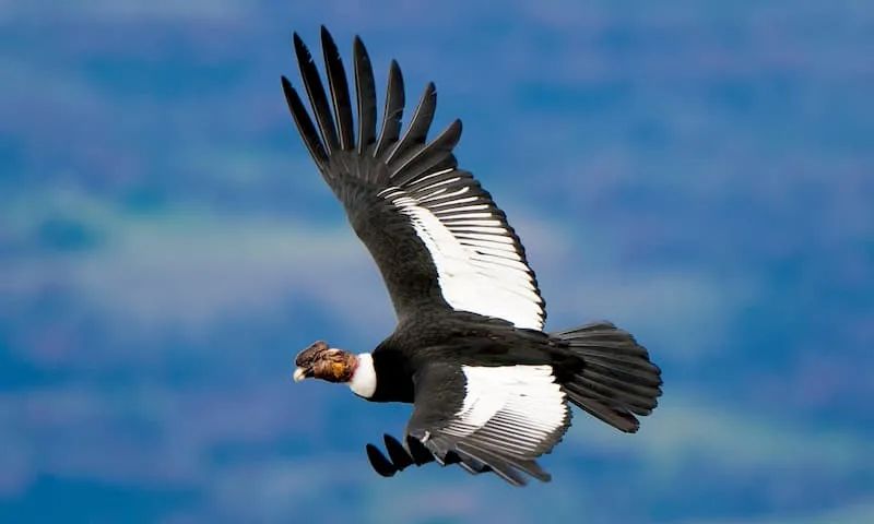 科技爱好者周刊（第 130 期）：低龄化的互联网