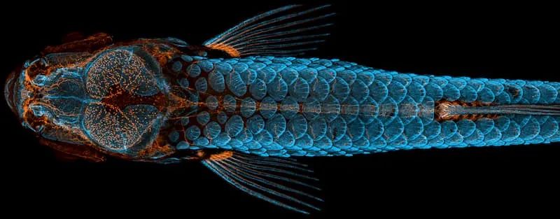 科技爱好者周刊（第 130 期）：低龄化的互联网