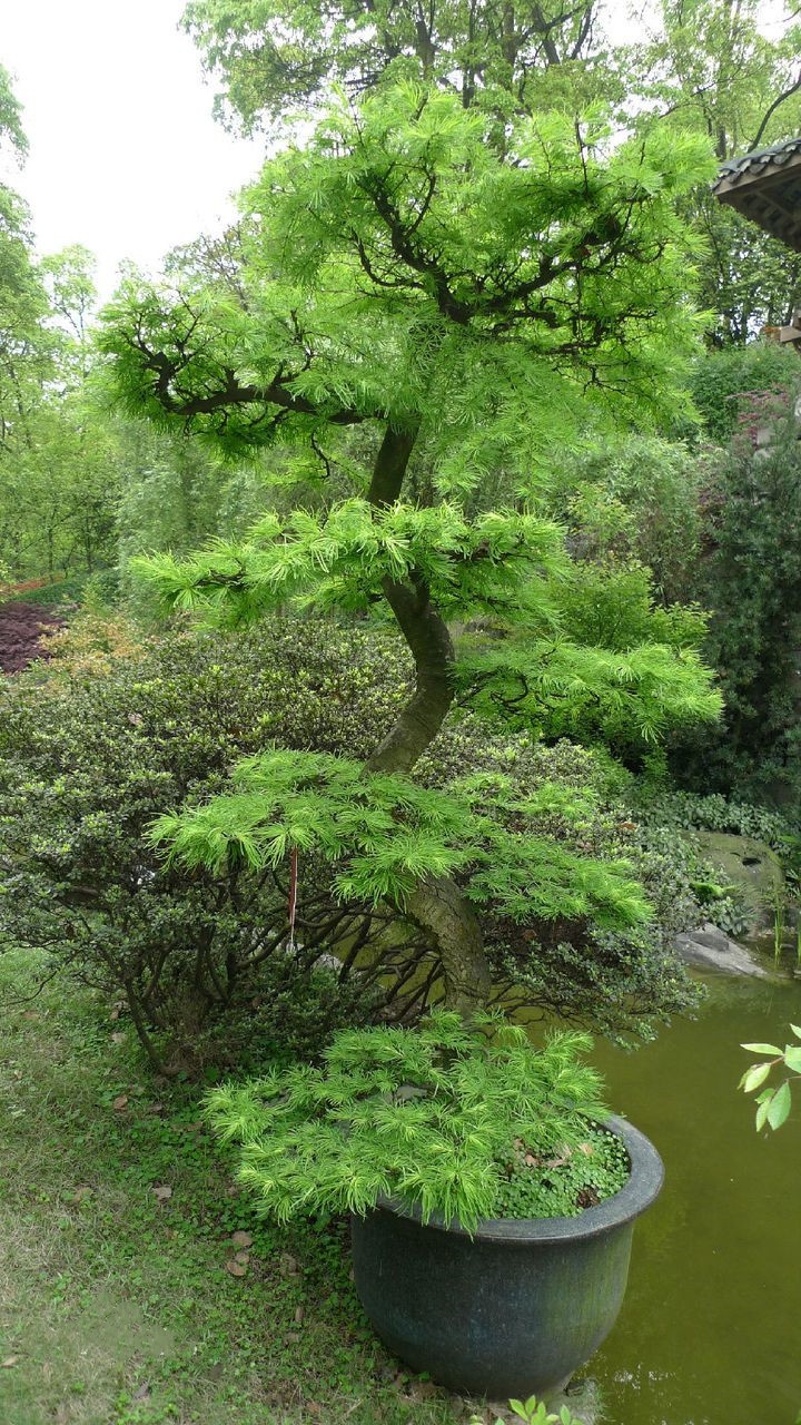 上海地区的珍贵树种大盘点——针叶篇