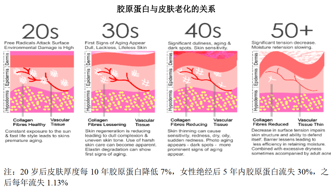 年度公司 | 毛利超80%、手握3個高成長“現金奶?！保瑥膭摖柹锟础改z原蛋白」這門生意