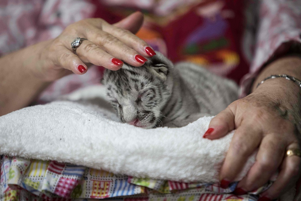 又软又萌！尼加拉瓜动物园新添一只白虎宝宝