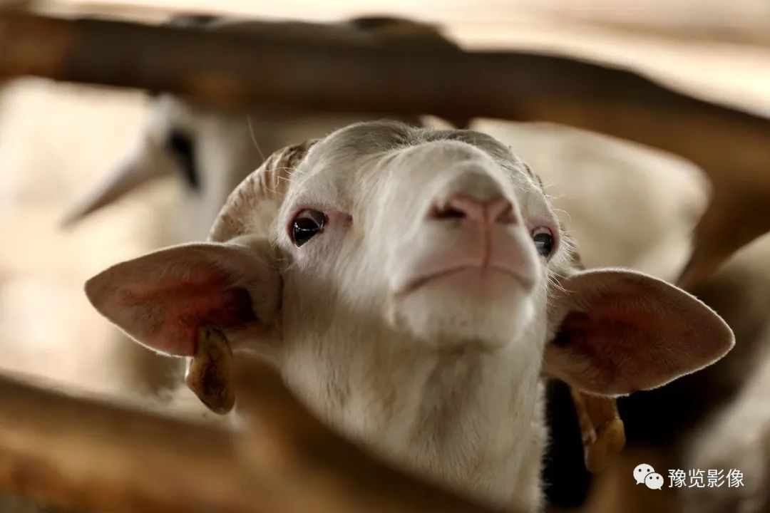 古都开封的鸡毛蒜皮——赵文建 | 影像纪年2020（18）