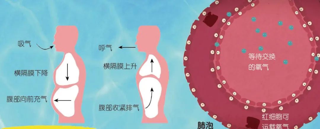 闭气最长时间世界纪录（一文详解人类最长的憋气极限）