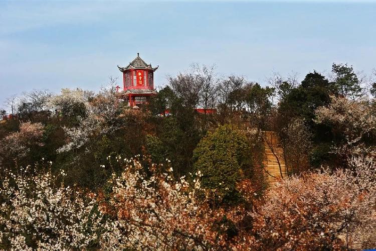 万亩野樱花迎春绽放 云上观景美不胜收